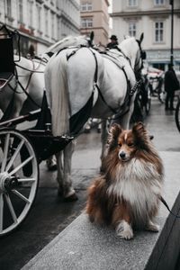 Een sheltie in Wenen bij de Fiakers | dog photography | perro