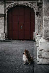 Een sheltie in Wenen | dog photography | perro